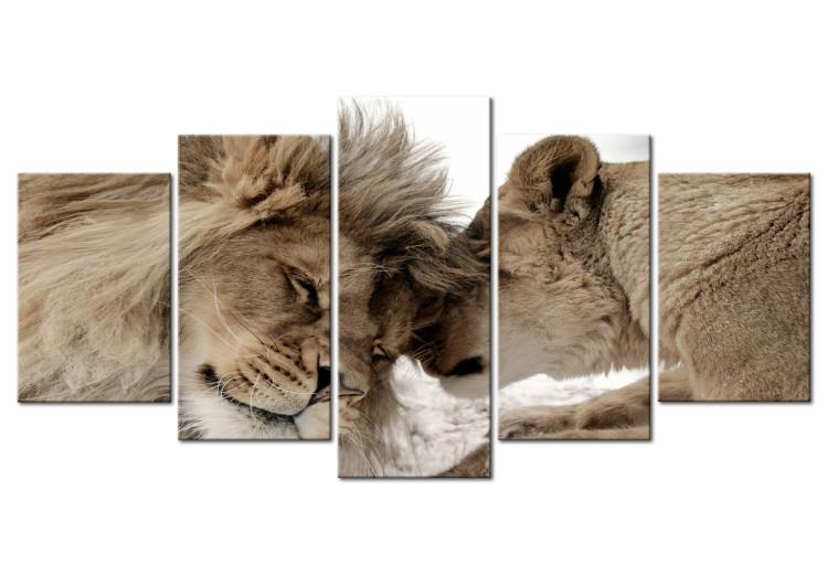 Canvas Print Lion Cuddles