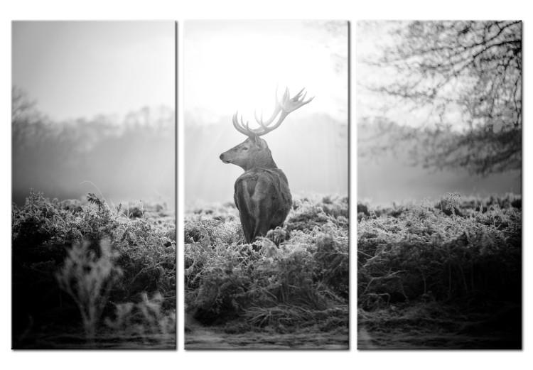 Canvas Print Black and White Deer I
