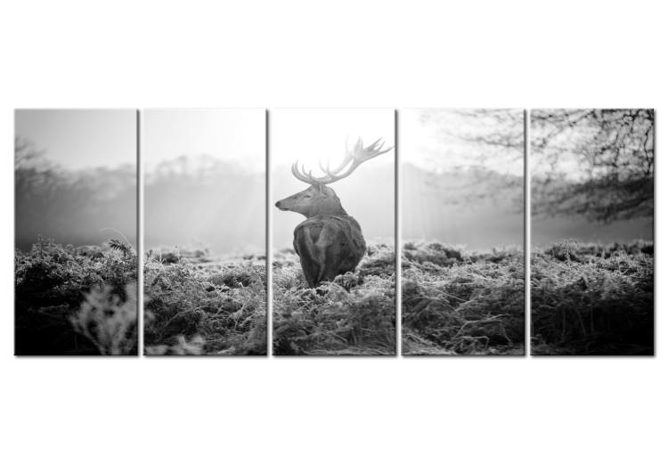 Canvas Print A deer on a walk - the stature of an animal in the morning sun