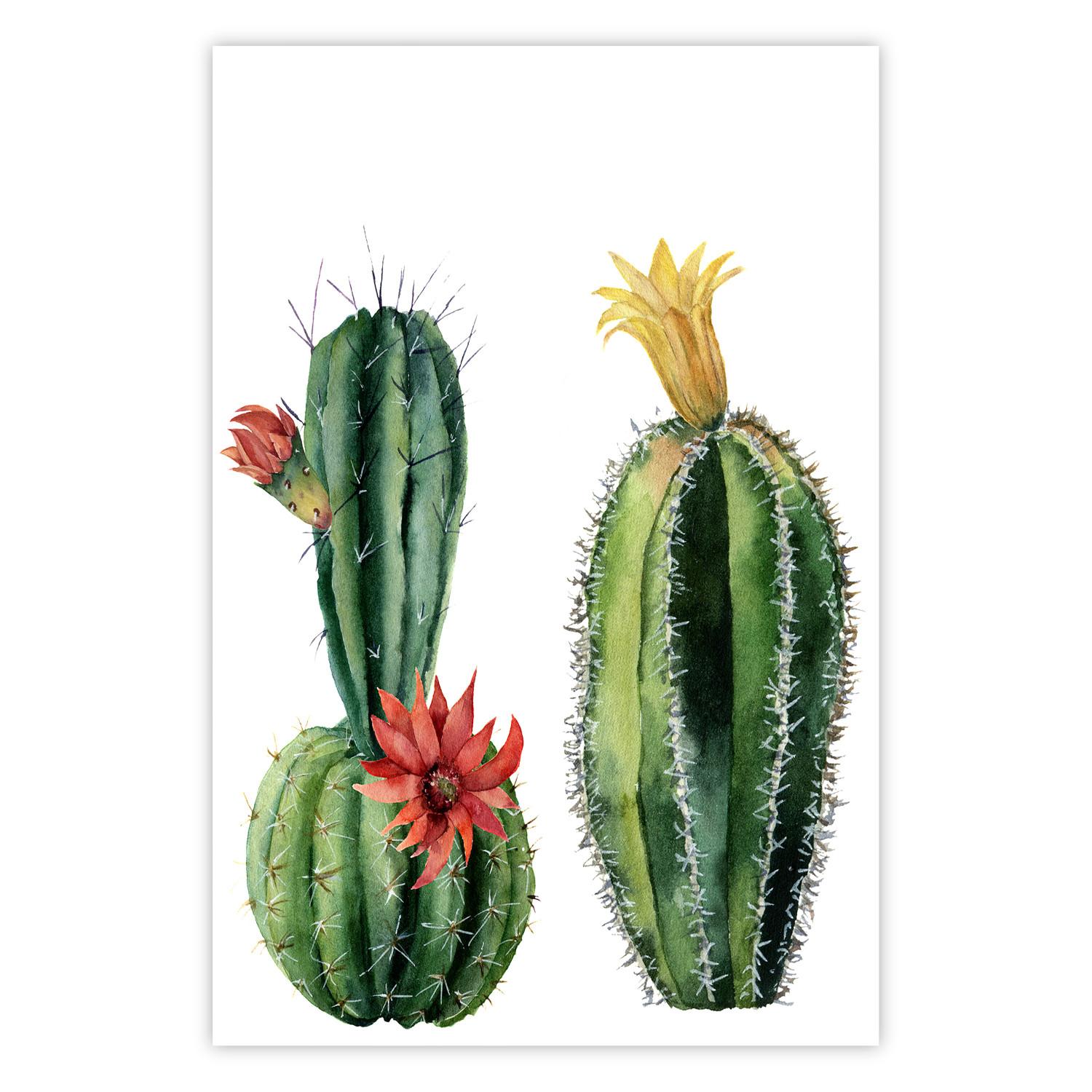 Poster Cacti - composition of two blooming tropical plants on a white background