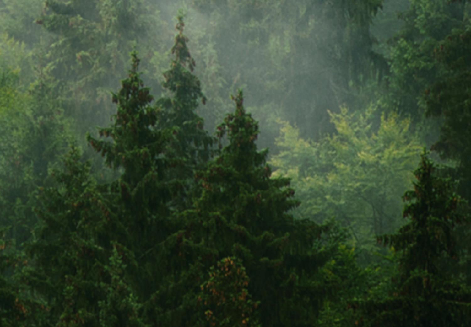 Poster Coniferous Forest - Landscape of tall dark green trees amidst dense fog