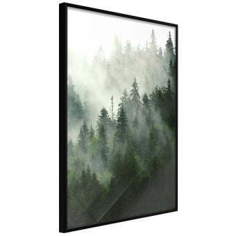 Coniferous Forest - Landscape of tall dark green trees amidst dense fog