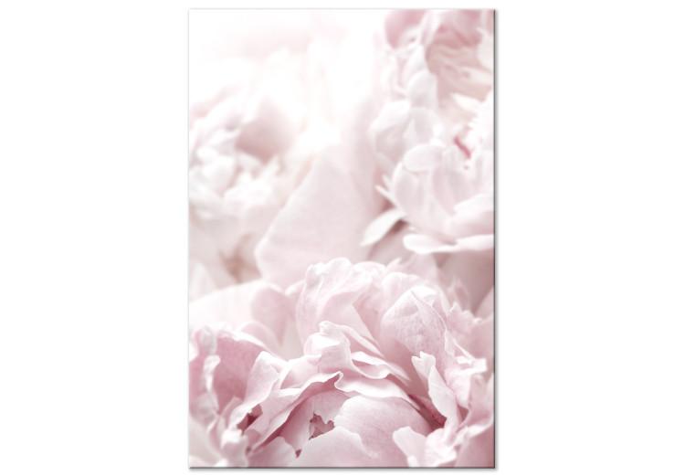 Canvas Print Beauty of Nature (1-part) - Peony Flowers in Shades of Pink
