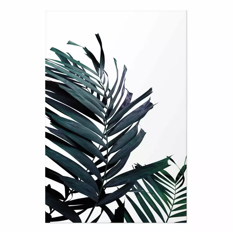 Emerald leaves - white background and tropical palm in green