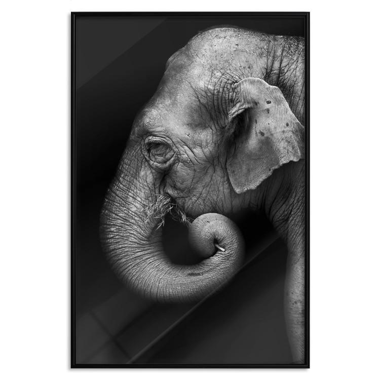 Poster Portrait of Elephant [Poster]