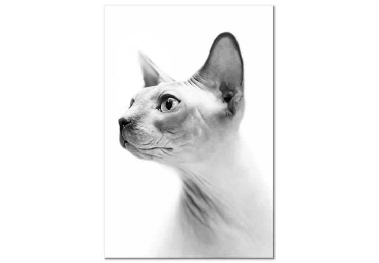 Canvas Print Pensive sphinx - black and white portrait of a cat in white
