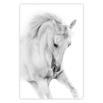 Poster White Horse - black and white sketched portrait of a majestic animal
