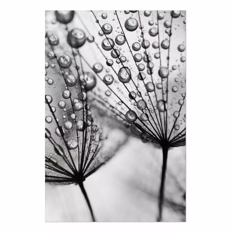 Morning Dew - black and white composition in a dandelion with water drops