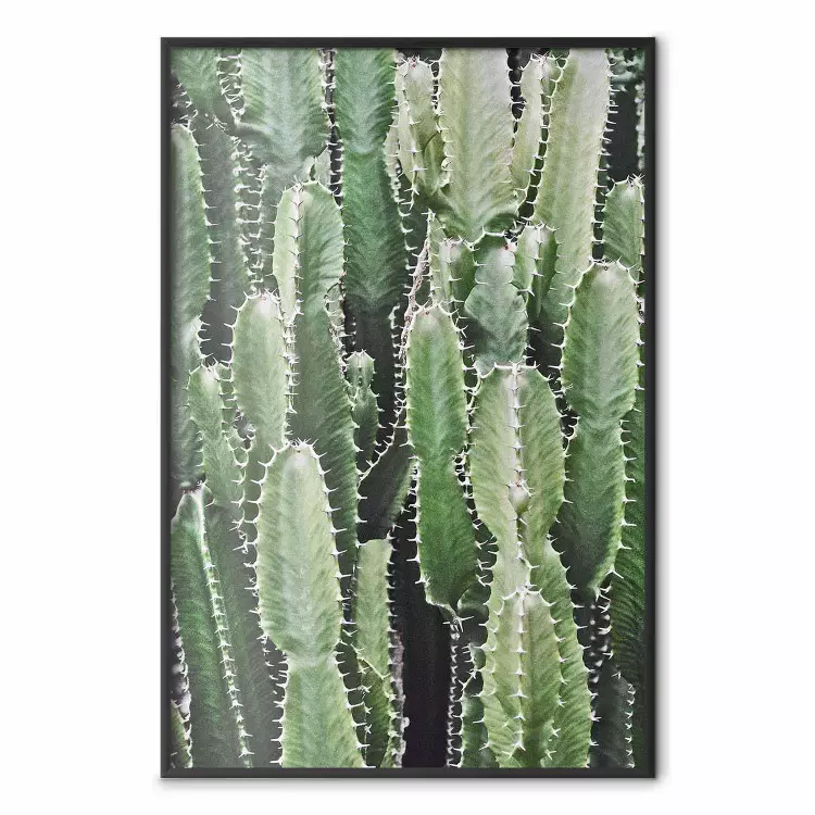 Cactus Garden - composition with prickly plants in green colors