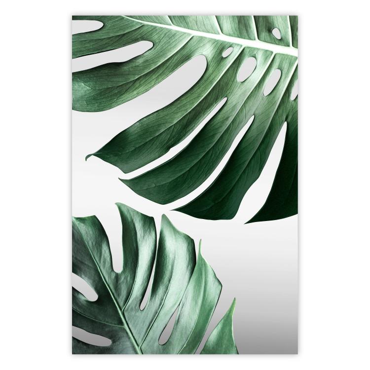 Monstera Leaves - composition with green tropical plants on a white background