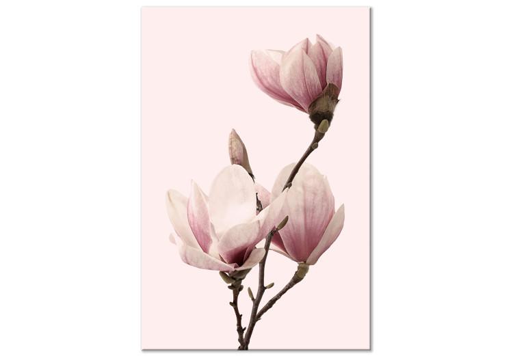 Canvas Print Breath of Spring (1-part) - Pink Magnolia Flower in Nature's Shade