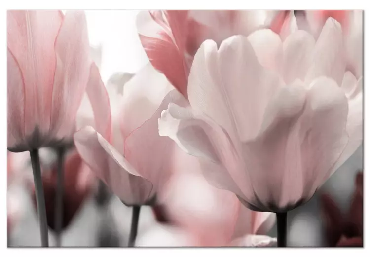 Spring Petals (1-part) - Tulip Flower in Pink Hue