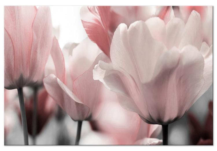 Canvas Print Spring Petals (1-part) - Tulip Flower in Pink Hue