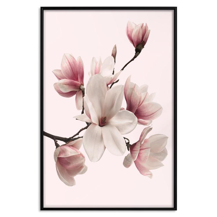 Poster Delicate Magnolias [Poster]