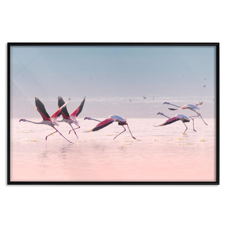 Poster Flamingos Race [Poster]