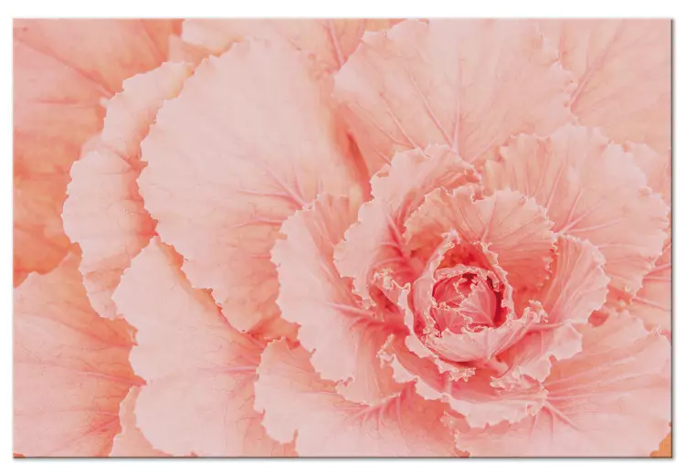 Delicate flower - a subtle plant in the color of natural pink
