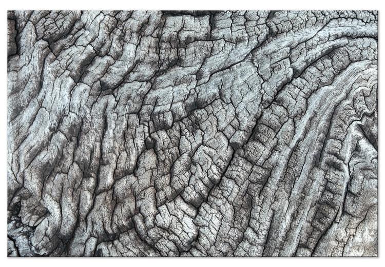 Tree bark - the structure of nature in monochrome gray