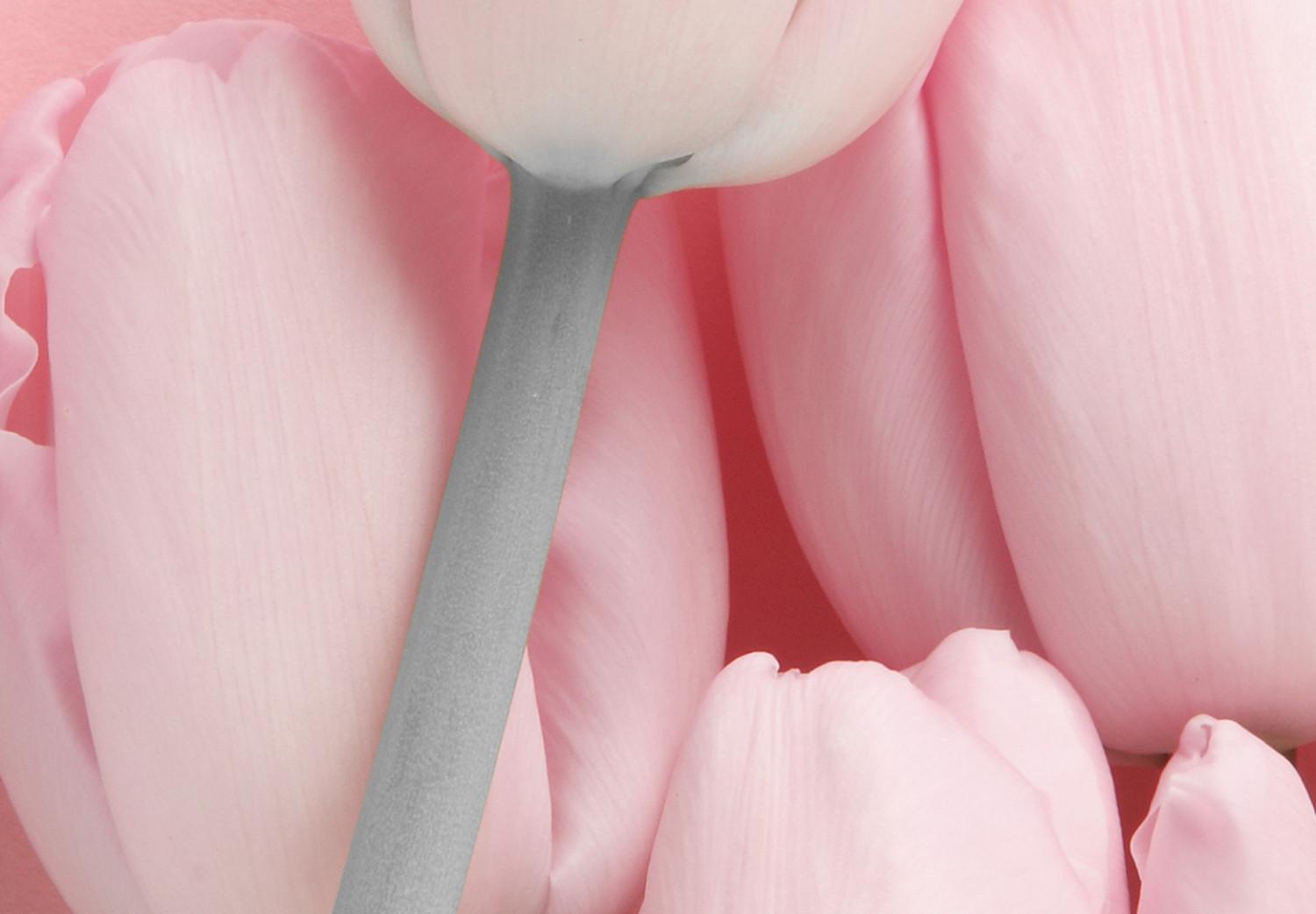 Poster Six Tulips - pink spring flowers and inscriptions on a pastel background