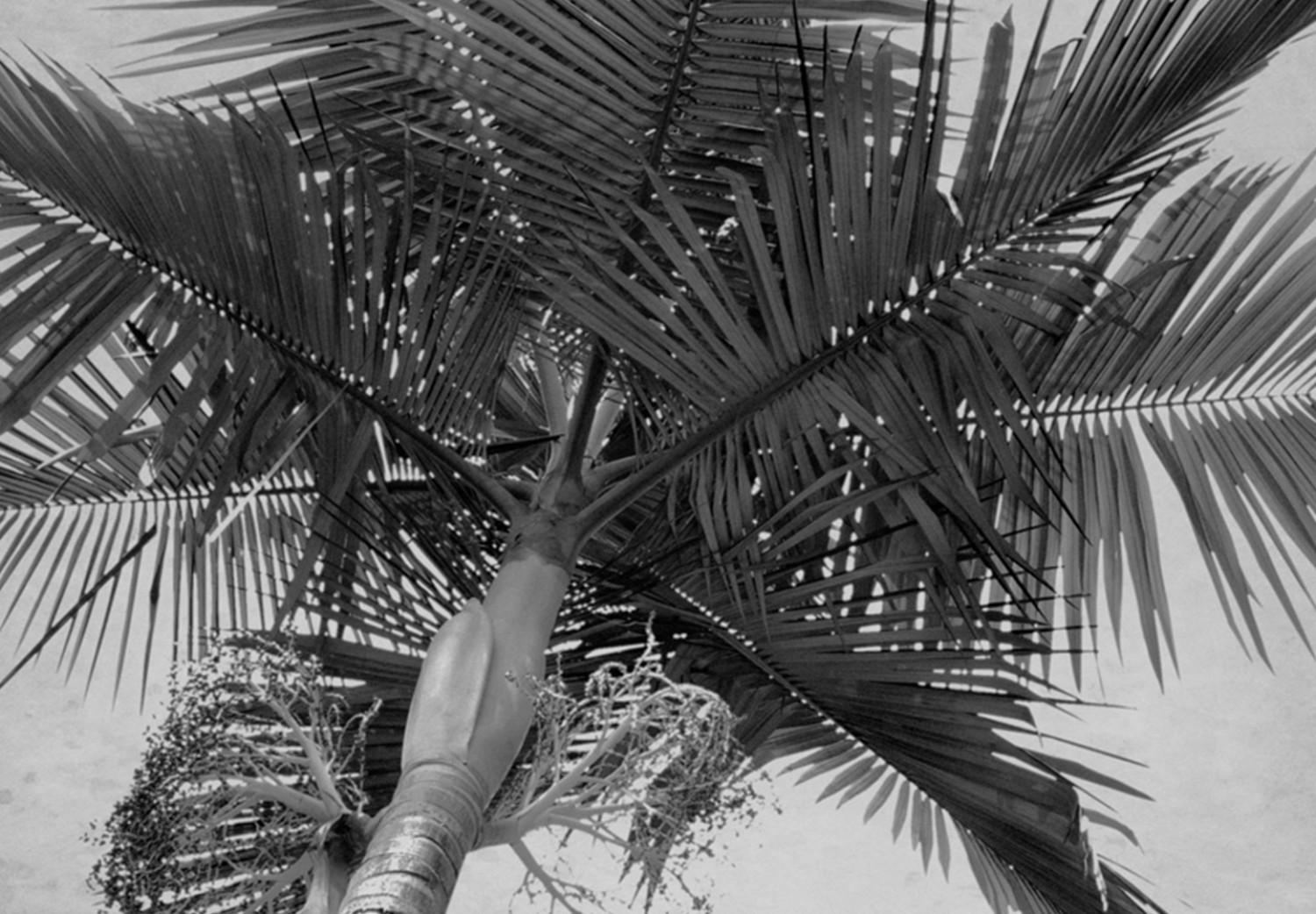 Canvas Holiday memories - palm trees and a car in a tropical climate