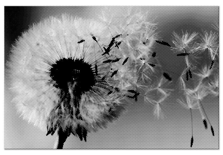 Canvas Print Dandelion - a fleeting, decaying plant in black and white colors