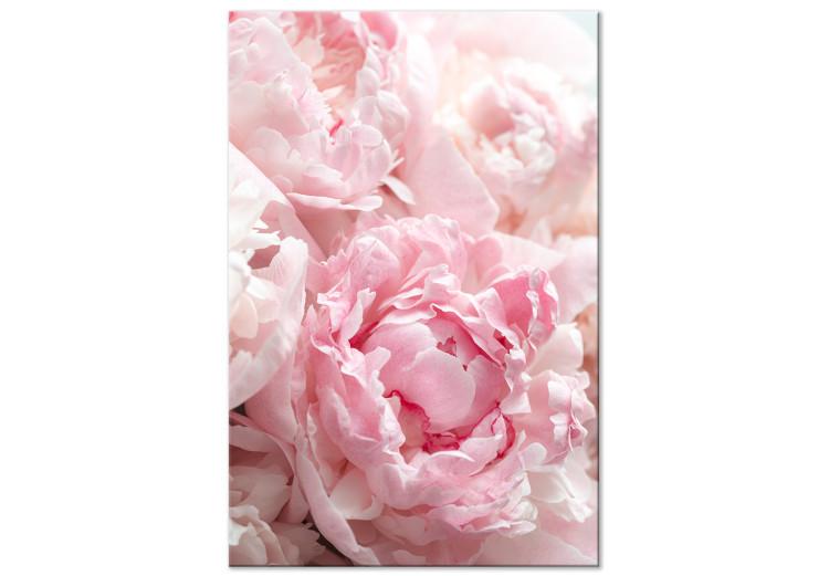 Canvas Print Blossoming Colors of Nature (1-part) - Peony Flower in Shades of Pink