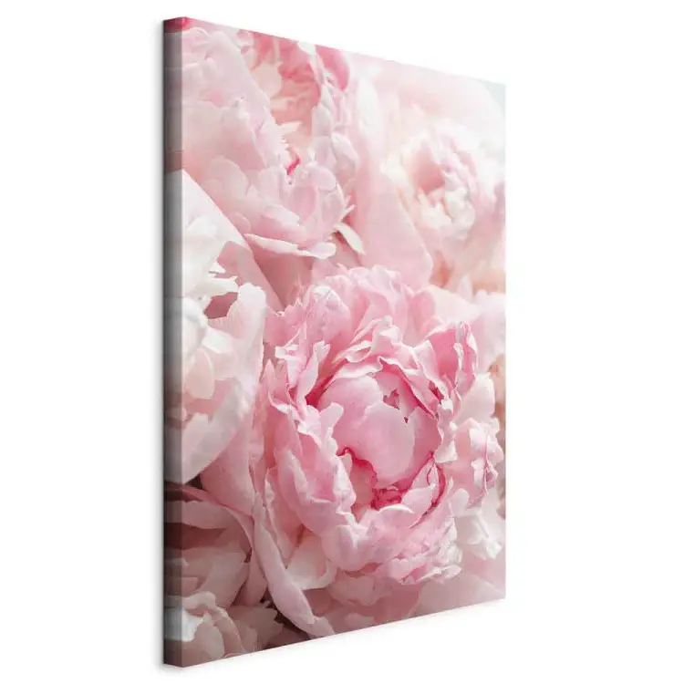 Blossoming Colors of Nature - Peony Flower in Shades of Pink