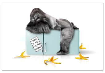 Canvas Confiscated refrigerator - funny photo with gorilla and inscriptions