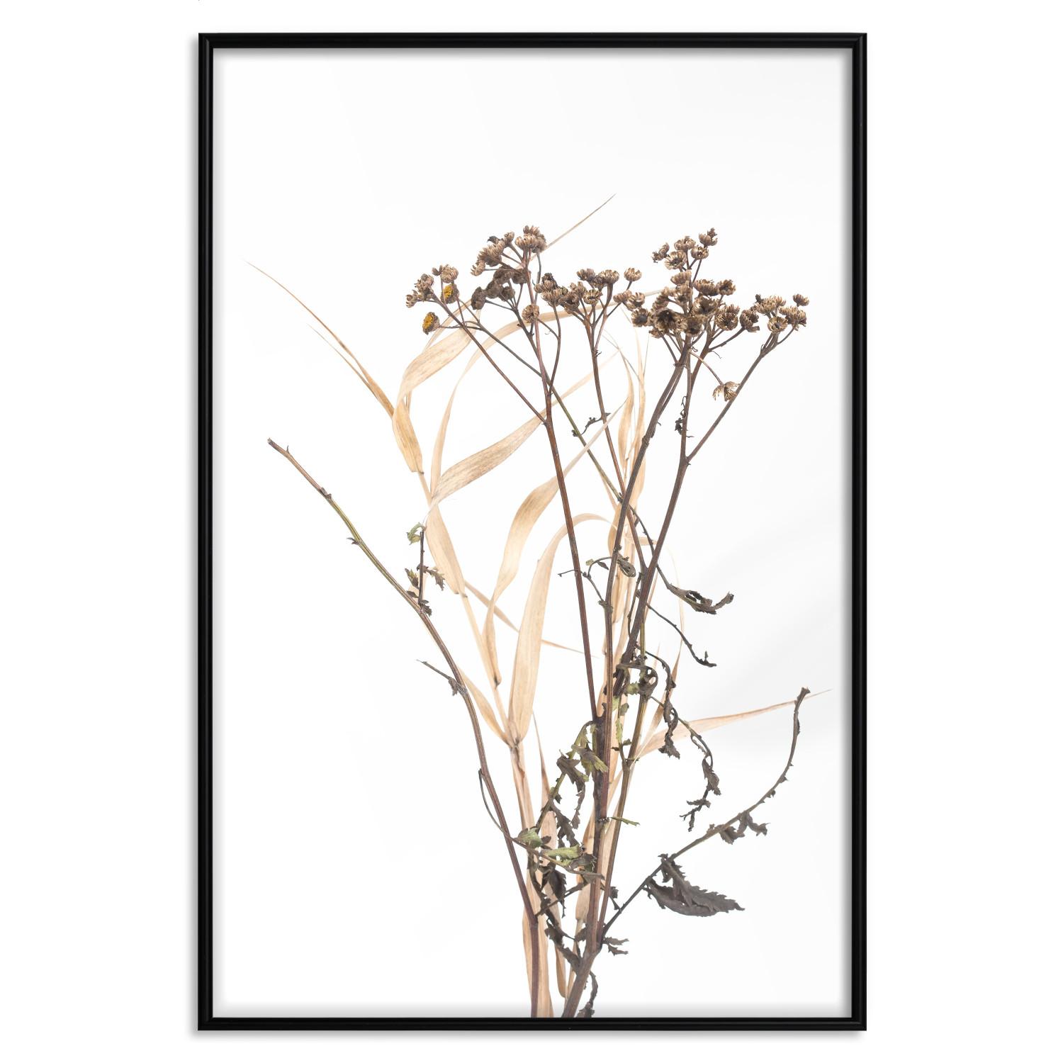 Gallery wall Chamomile - simple autumn composition with a botanical motif on a white background