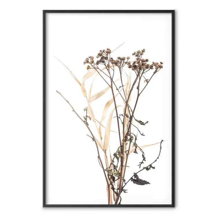Chamomile - simple autumn composition with a botanical motif on a white background