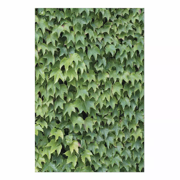 Dense Ivy - botanical composition filled with green leaves