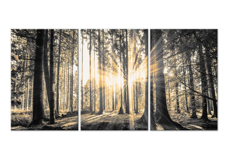Canvas Print Forest Sun (3 Parts)