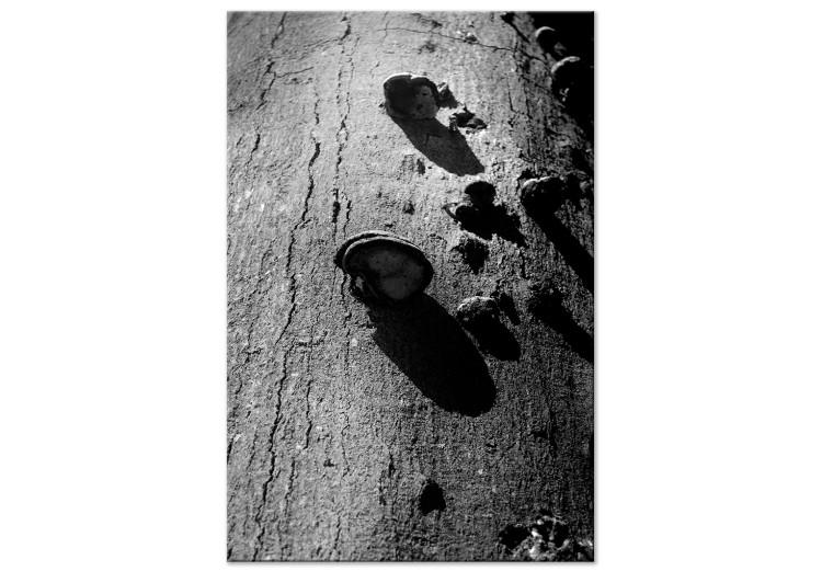 Canvas Print Forest balance - black and white photography with a detail of a tree