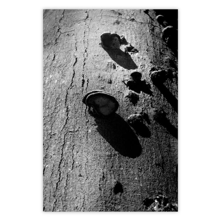 Forest Fragment - black and white photograph of a tree with a fungus on the bark