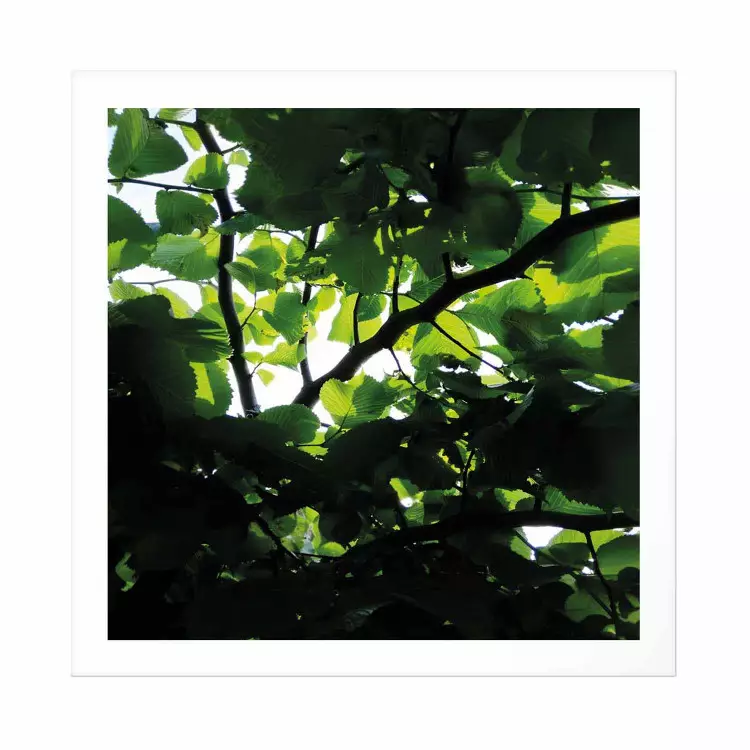 Poster Dawn - green leaves on a tree in the summer season in the middle of the day