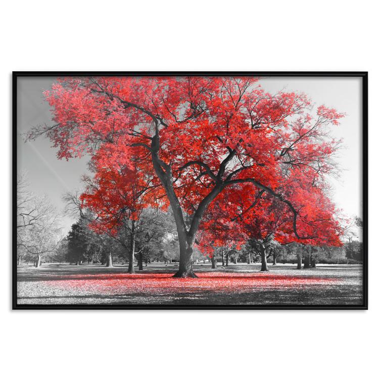 Poster Autumn in the Park (Red) [Poster]