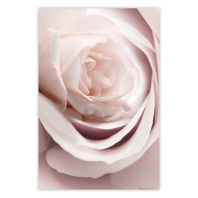 Porcelain Rose - light pink plant with a beautiful fresh rose flower