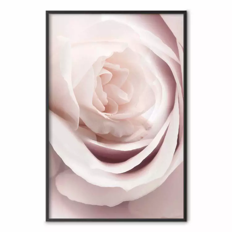 Porcelain Rose - light pink plant with a beautiful fresh rose flower