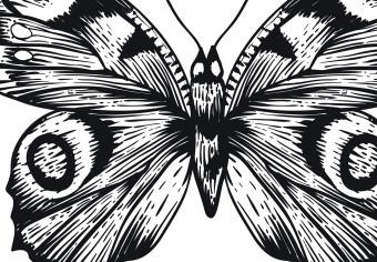 Poster Two Butterflies - black and white insects with various patterns on wings
