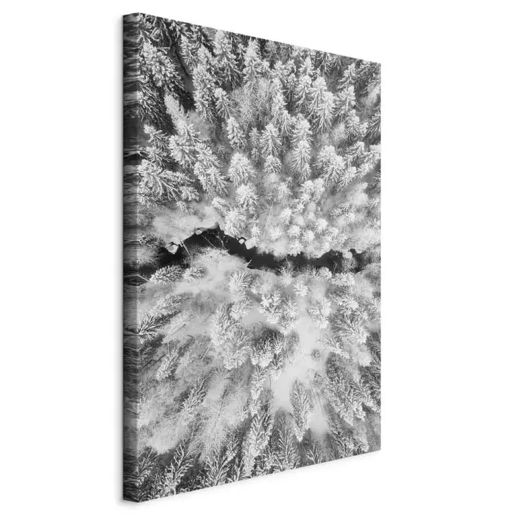 Bird's eye winter forest view - black and white winter landscape photo