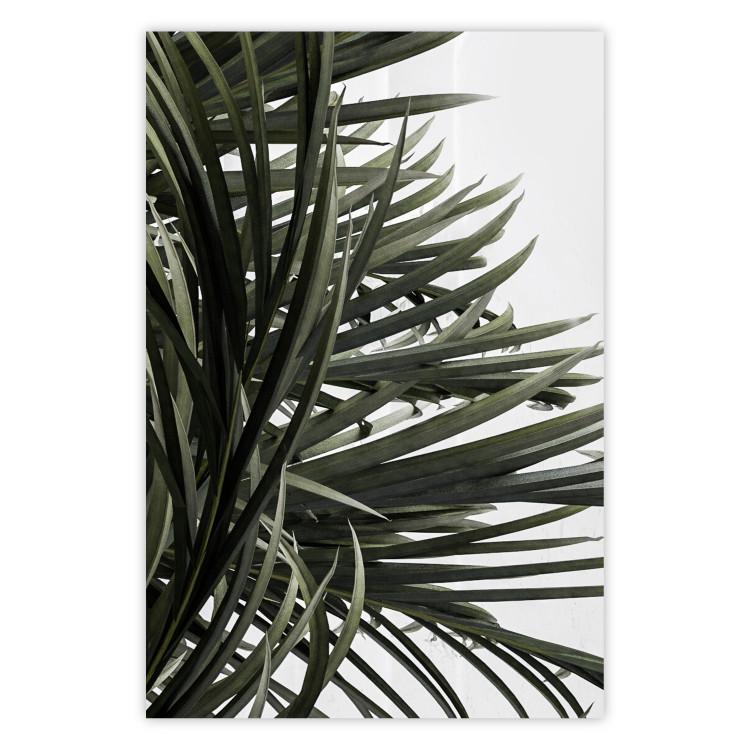 In the Shade of Palms - natural leaves of tropical plant on white background