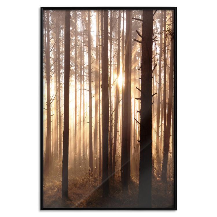 Poster Forest Paths [Poster]