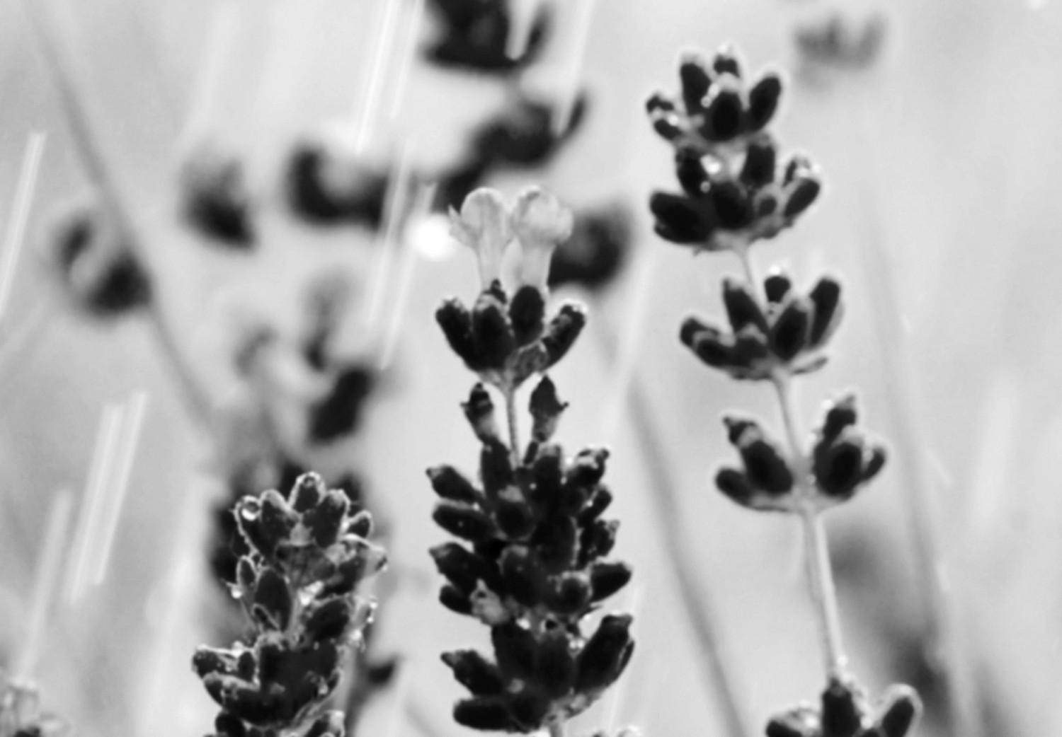 Poster Lavender in the Rain - plant flowers in a meadow in black and white motif