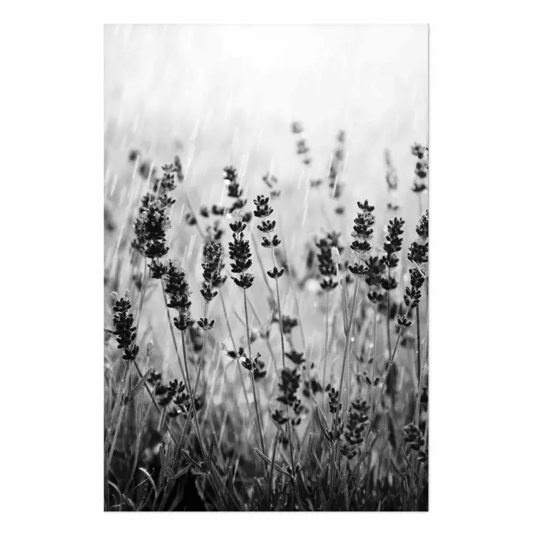 Poster Lavender in the Rain - plant flowers in a meadow in black and white motif