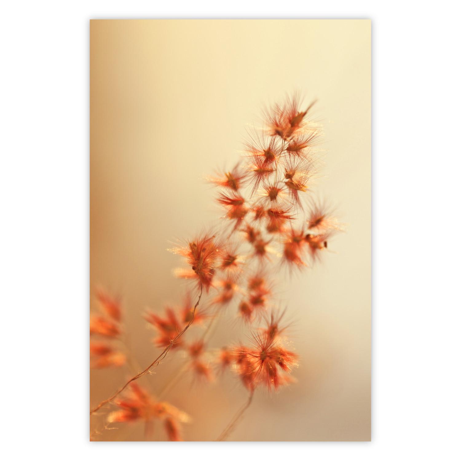 Poster Fiery Grass - plant with orange flowers on gradient background