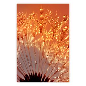 Poster Autumn Dandelion - natural plant flower in close-up