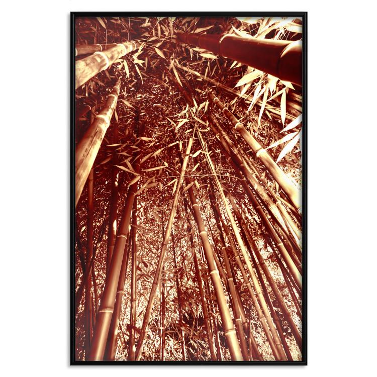 Poster Tall Bamboos [Poster]