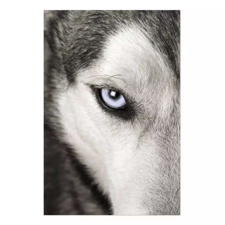 Dog's Gaze - black and white dog face with distinct white eye