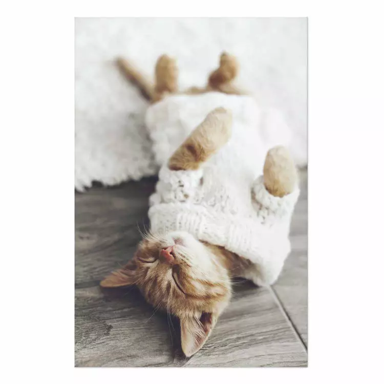 Gallery wall Lazy Cat - brown animal in a white sweater on a wooden floor