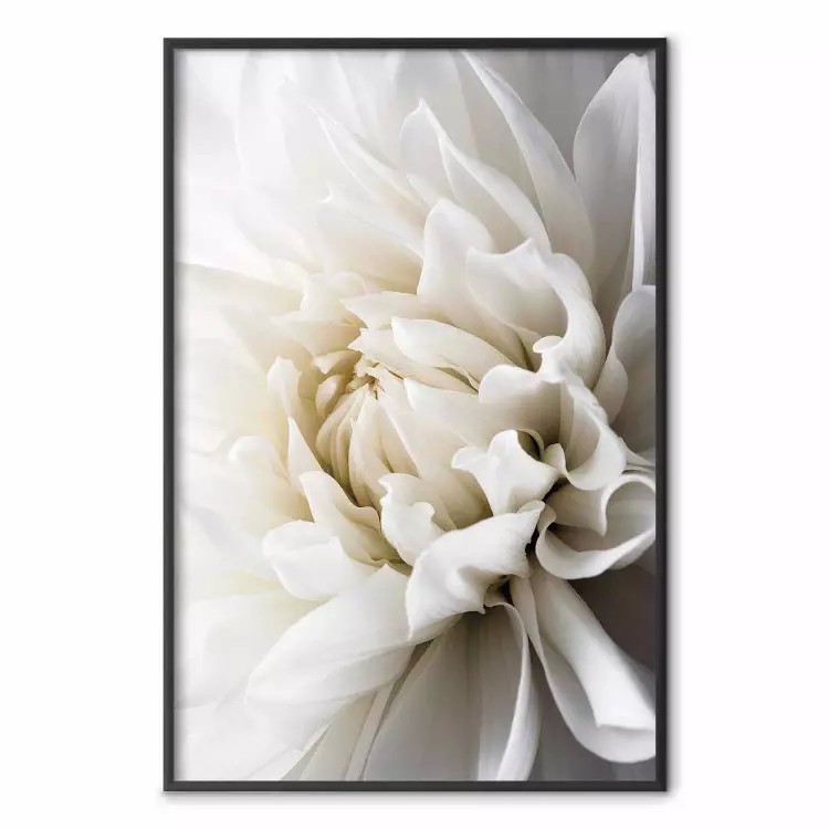 White Dahlia - velvety white flower of the plant with a romantic character