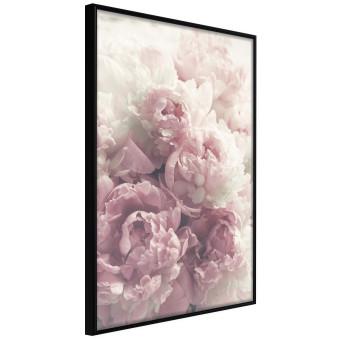Delicate Peonies - landscape of a field with white and pink flowers